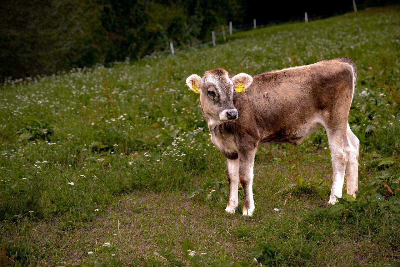 Stillehof - Ferienwohnungen Auf Dem Bauernhof- Suedtirol Brixen Exteriör bild